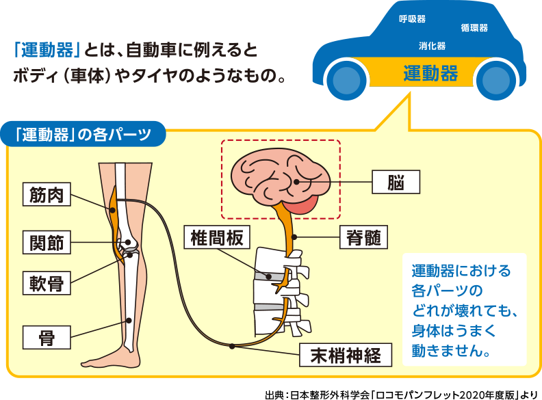 「運動器」とは、自動車に例えるとボディ(車体)やタイヤのようなもの。「運動器」の各パーツ：脳、脊髄、椎間板、末梢神経、筋肉、関節、軟骨、骨など。出典：日本整形外科学会「ロコモパンフレット2020年度版」より